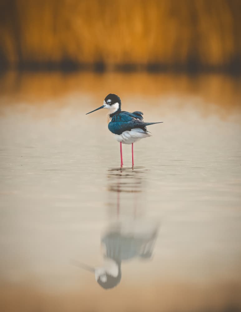 Peaceful Stilt Reflection by Alex Zhao — canvas wall art