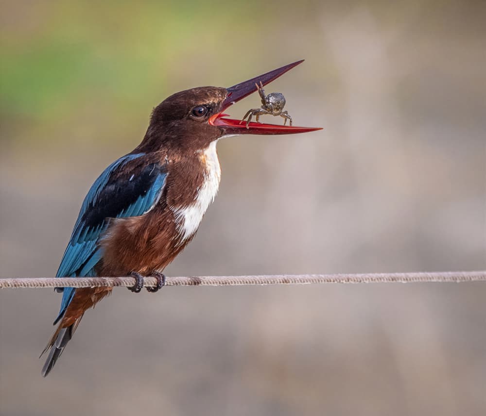 Kingfisher's Fresh Catch by Mallal Moshe — canvas wall art