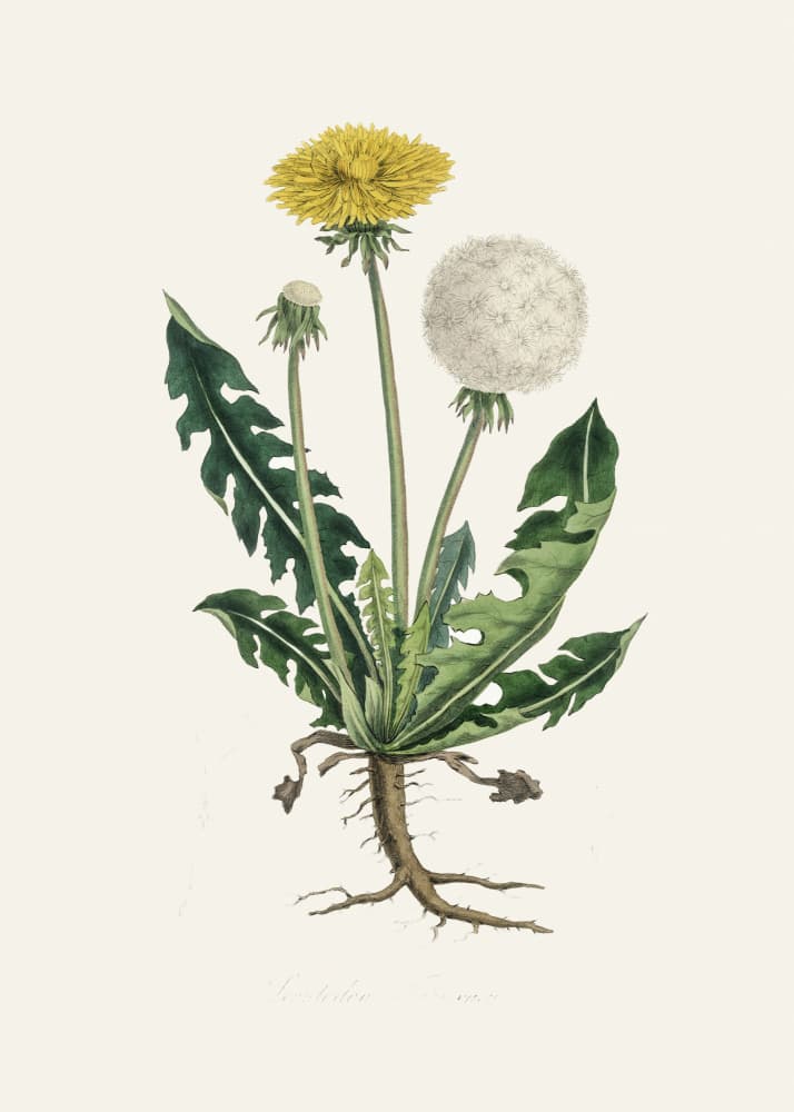 Leontodon Taraxacuma Medical Botany by John Stephenson and James Morss Churchill — canvas wall art