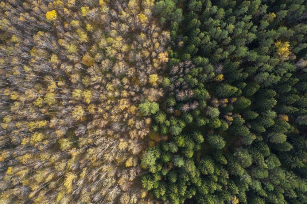 Autumn Forest Line by Dmitry Doronin — canvas wall art