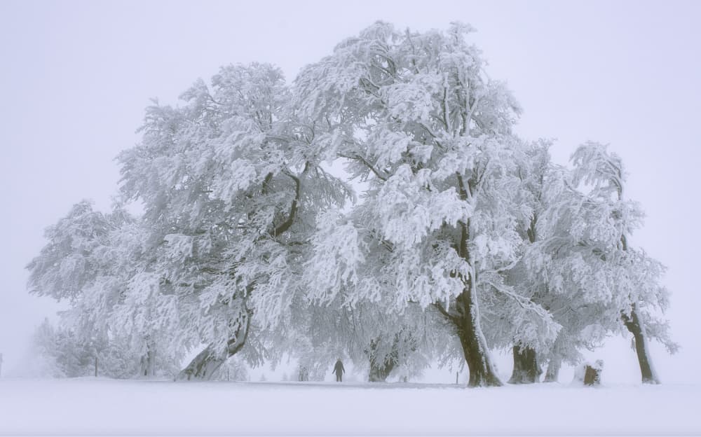 Winter Forest Wanderer by Zbyszek Nowak — canvas wall art