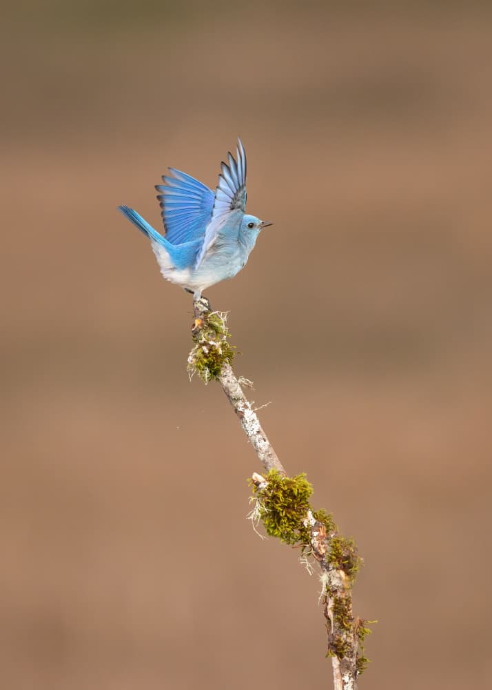 Vibrant Bluebird Wings by Bill Lu — canvas wall art