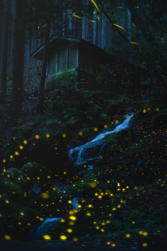 Magical Forest Fireflies by Vu van quan — canvas wall art