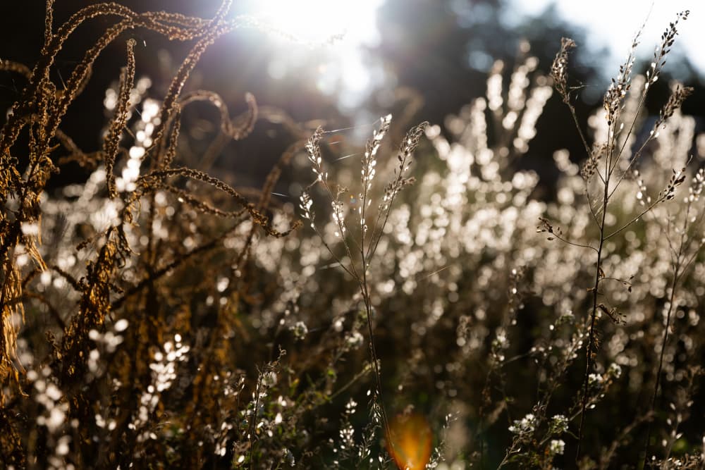 Warm Winter Light 7 by Mareike Böhmer — canvas wall art