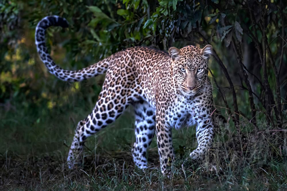 Intense Leopard Gaze by Xavier Ortega — canvas wall art