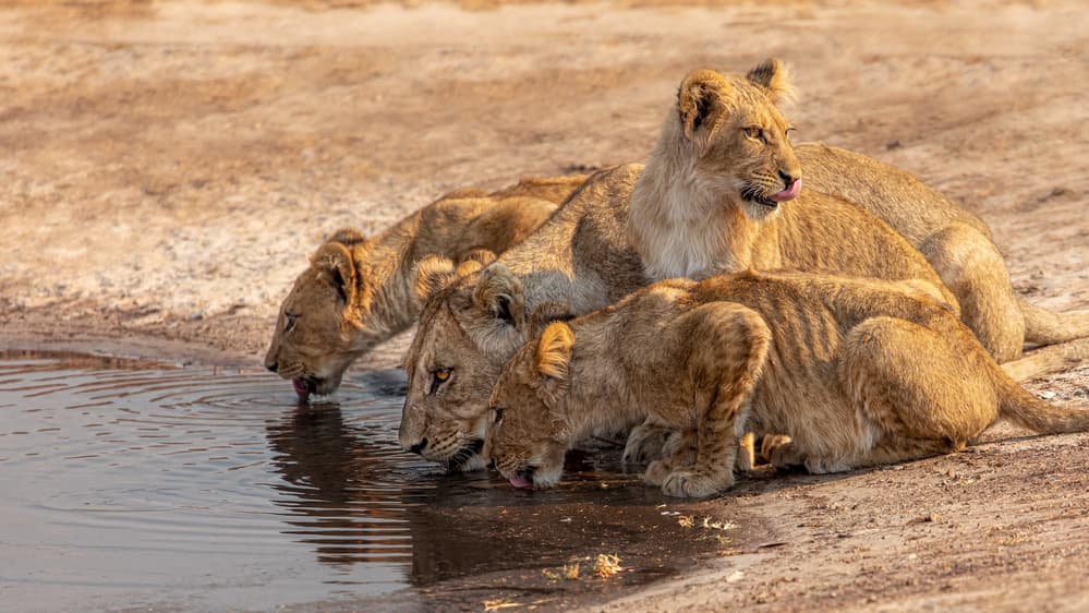 Lion Family Drinks Water by Alessandro Catta — canvas wall art