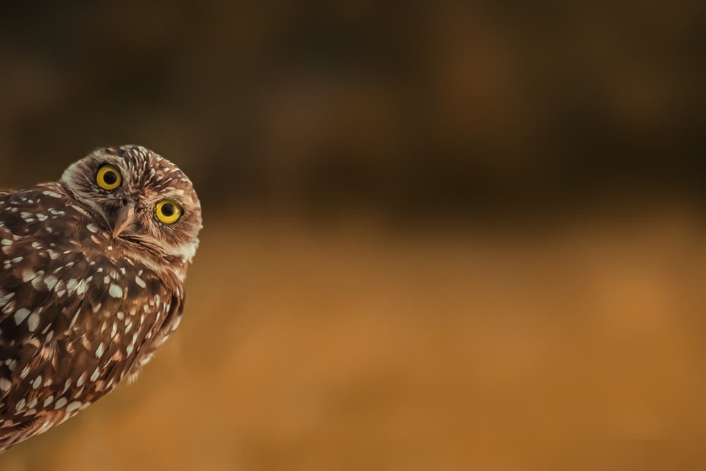 Curious Burrowing Owl by Marcus Hennen — canvas wall art