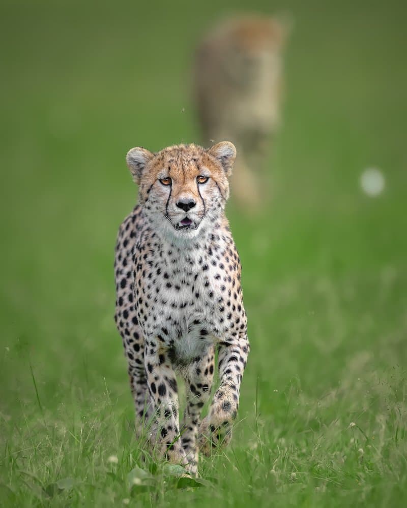 Wild Cheetah Running by Ahmed Sobhi — canvas wall art