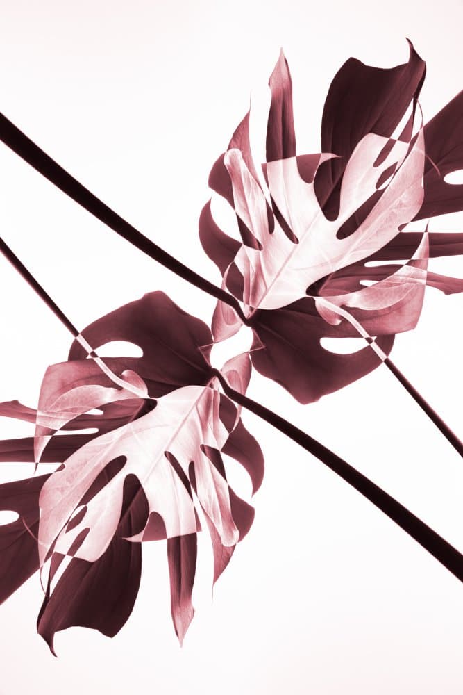 Abstract Botanical Reflection by Pictufy Studio III — canvas wall art