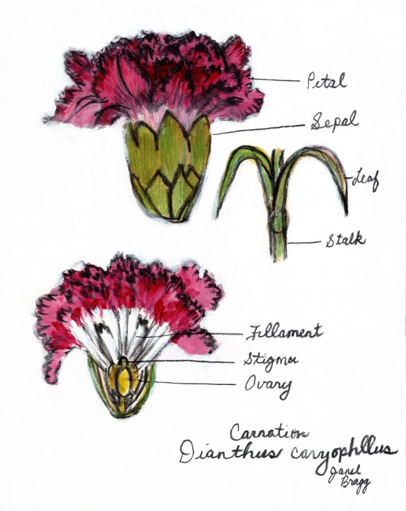 Carnation Botanical Diagram by Janel Bragg — canvas wall art