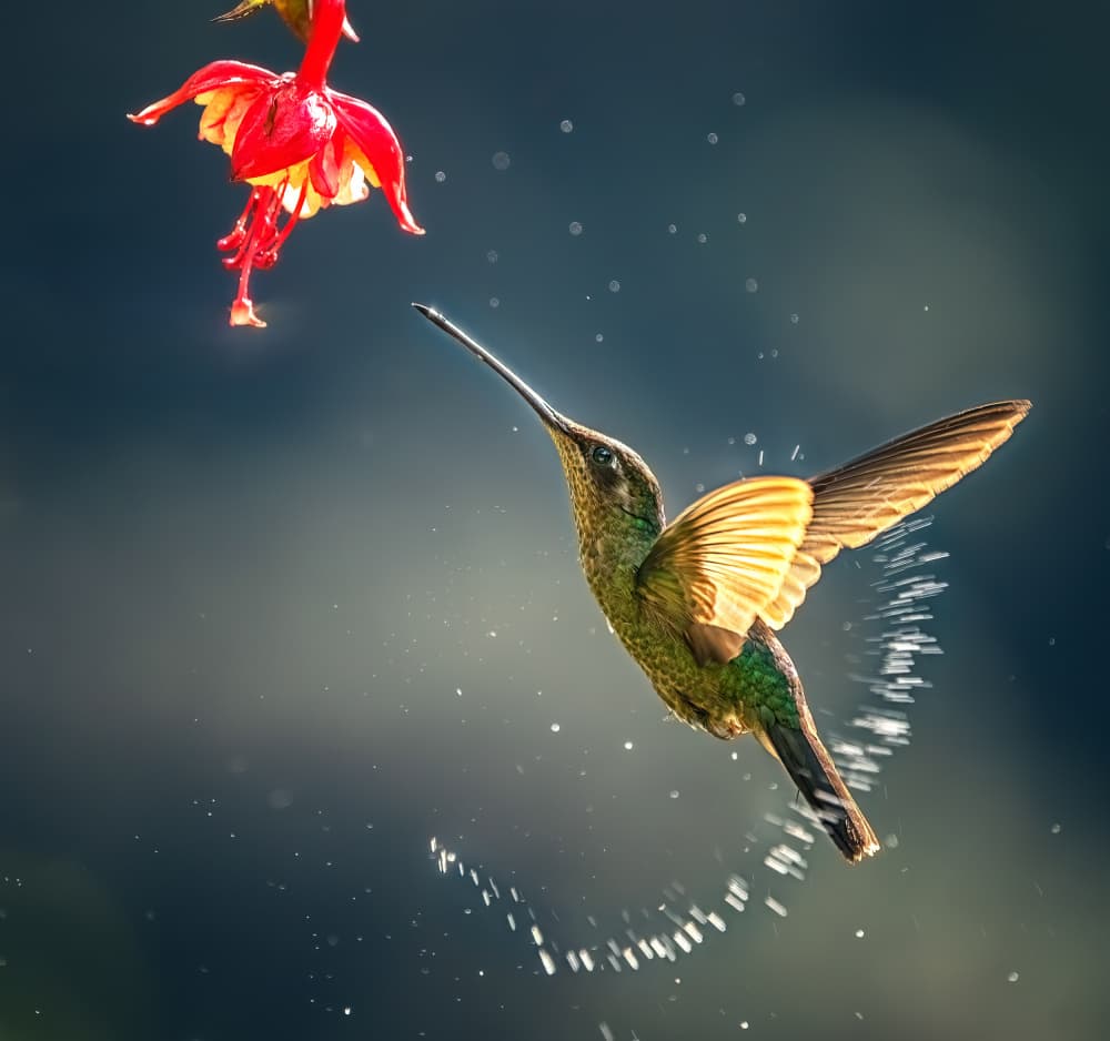 Hummingbird Flower Dance by Yuan Su — canvas wall art