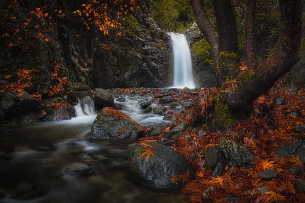 Autumn Forest Waterfall by Christos Zoumides — canvas wall art