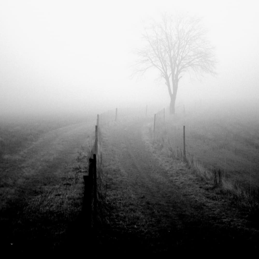 Misty Winter Path by Poul-Erik Riis — canvas wall art