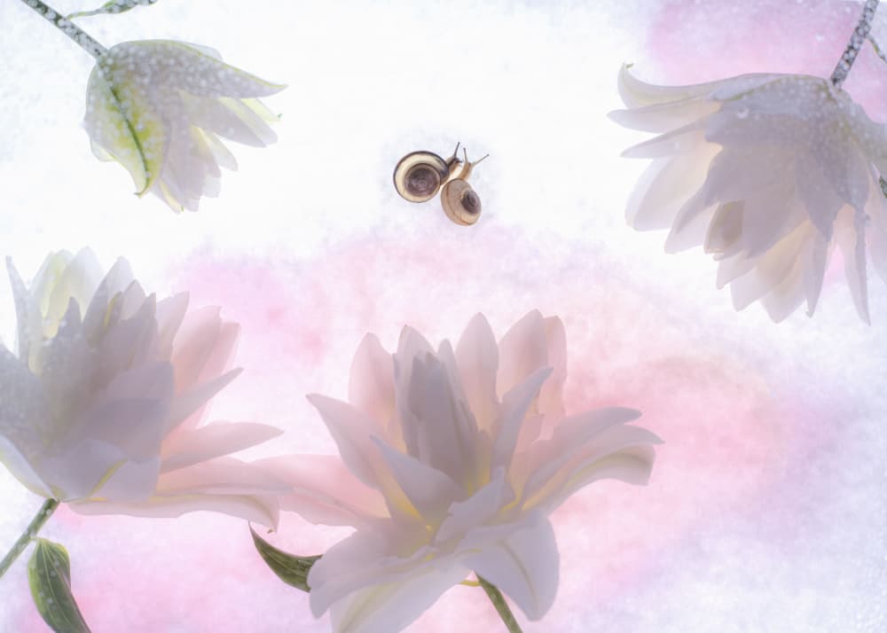 Dreamy Lilies and Snails by Miharu † — canvas wall art