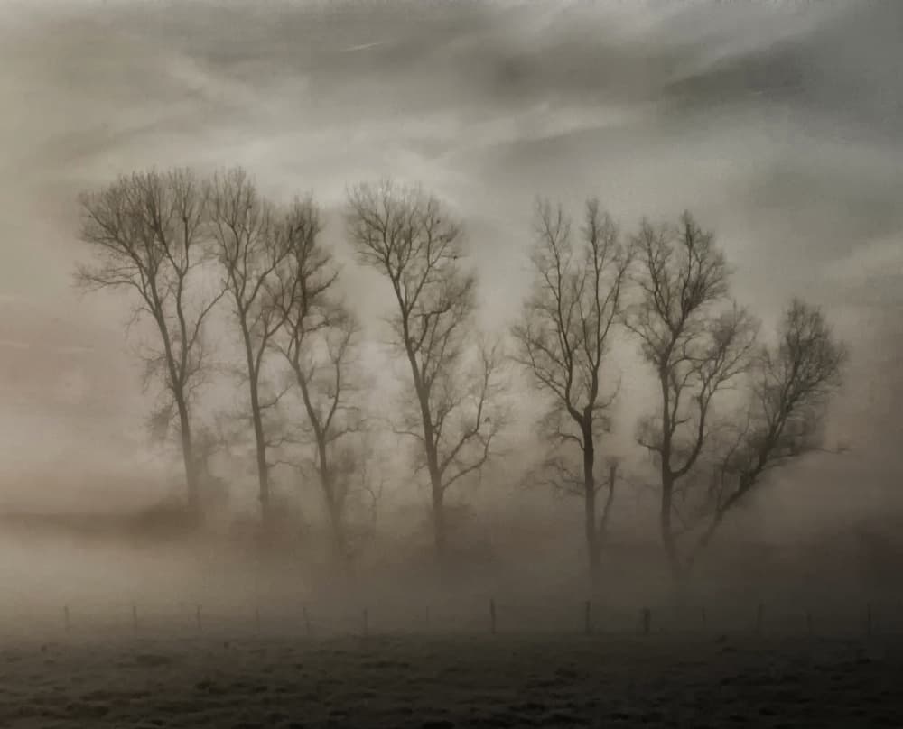 Mysterious Foggy Trees by Yvette Depaepe — canvas wall art