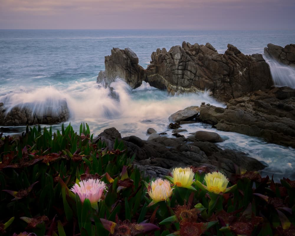 Crashing Waves Ice Plants by Chuan Chen APA — canvas wall art