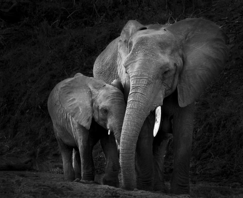 Gentle Elephant Bond by Claudi Lourens — canvas wall art