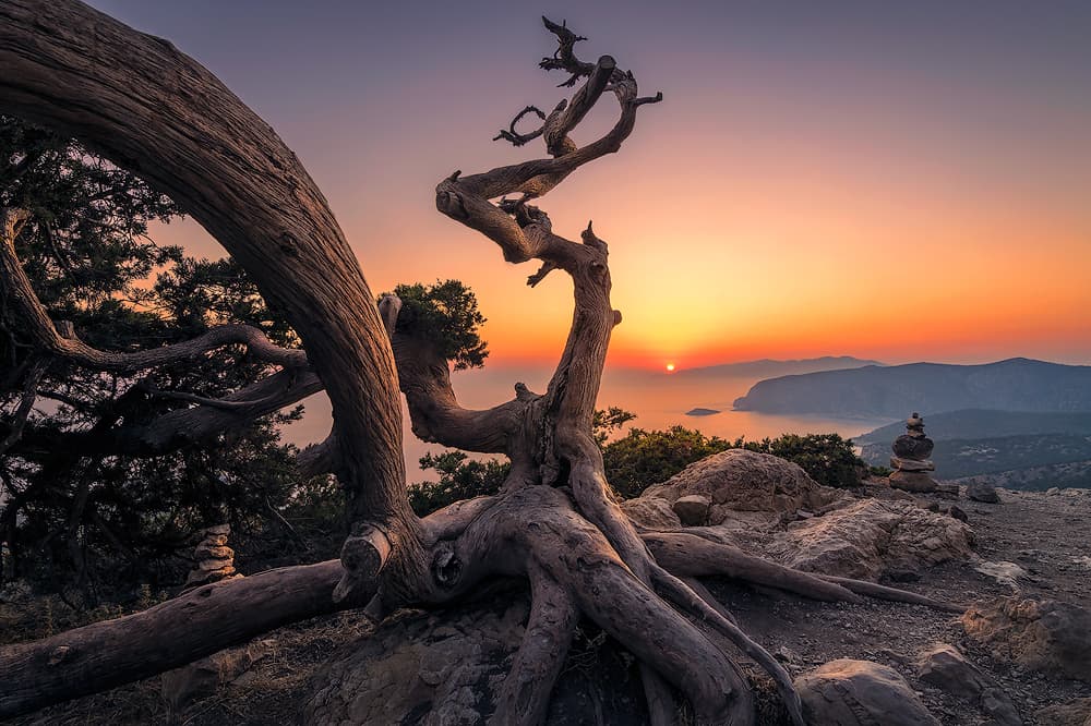 Ancient Tree Sunset View by Ilias Nikoloulis — canvas wall art