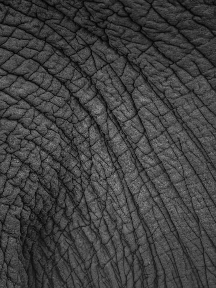 Elephant's Tapestry by Shot by Clint — canvas wall art