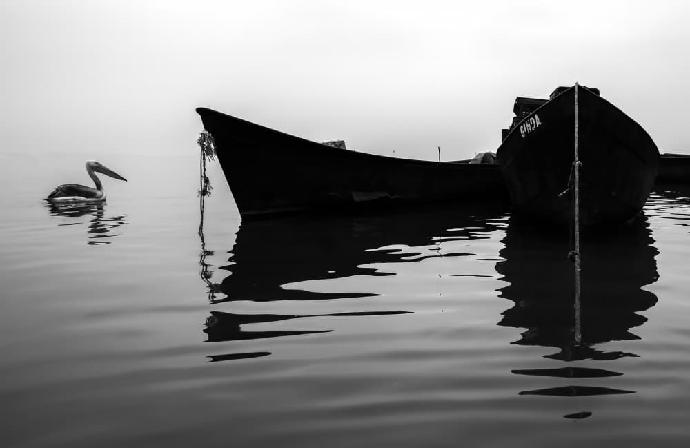 Misty Morning Pelican by Ummu Nisan Kandilcioglu — canvas wall art