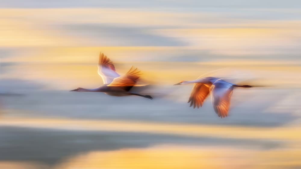 Swans In Golden Flight by Leechee Z — canvas wall art