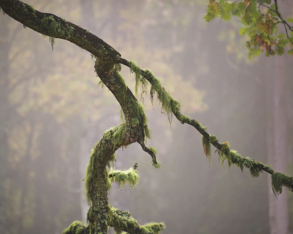 Mossy Tree in Mist by Hamed Bank — canvas wall art