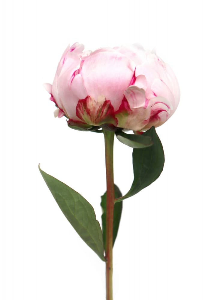 Pink Peony Bloom by Rosana Laiz Blursbyai — canvas wall art