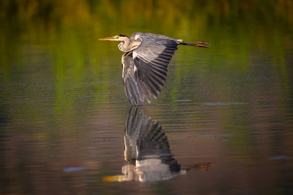 Heron in Flight Reflection by Shmulik Weiss — canvas wall art