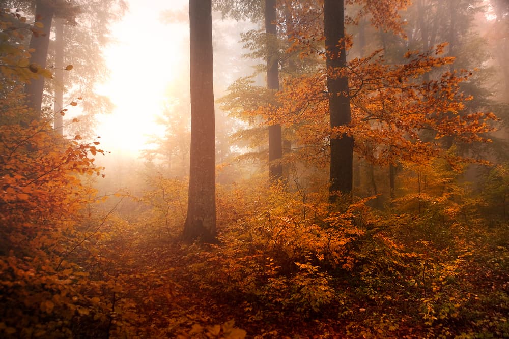 Misty Golden Forest by Irma Warth — canvas wall art