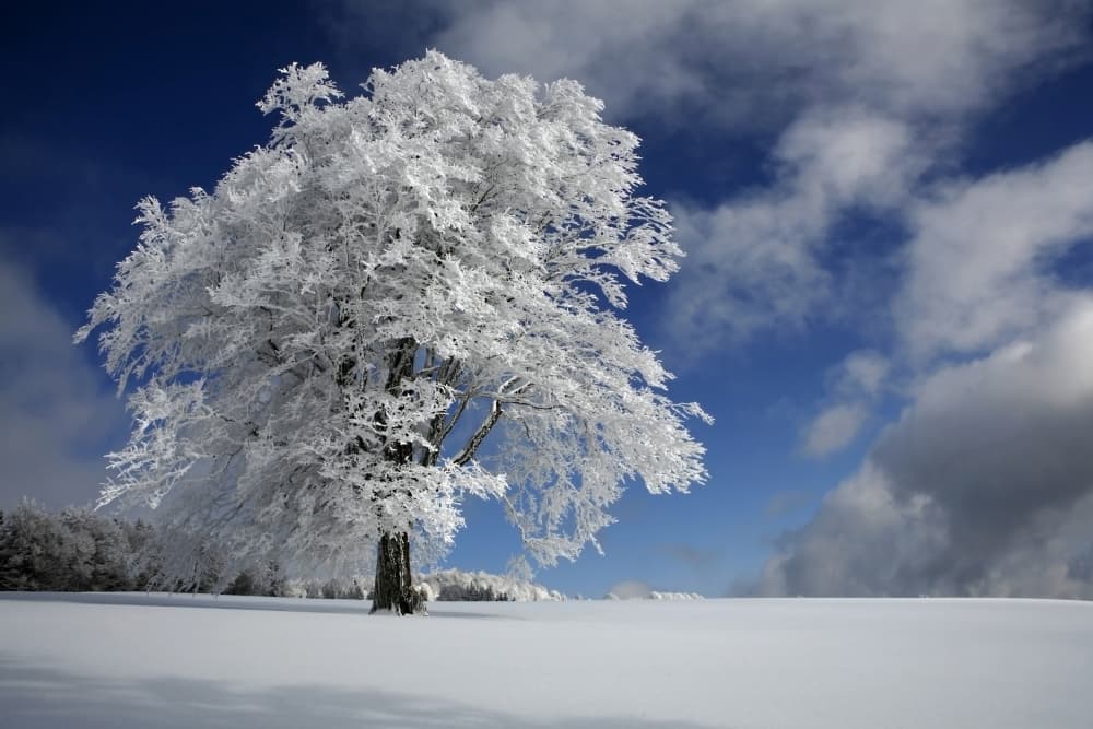Frozen Winter Tree by Nicolas Schumacher — canvas wall art