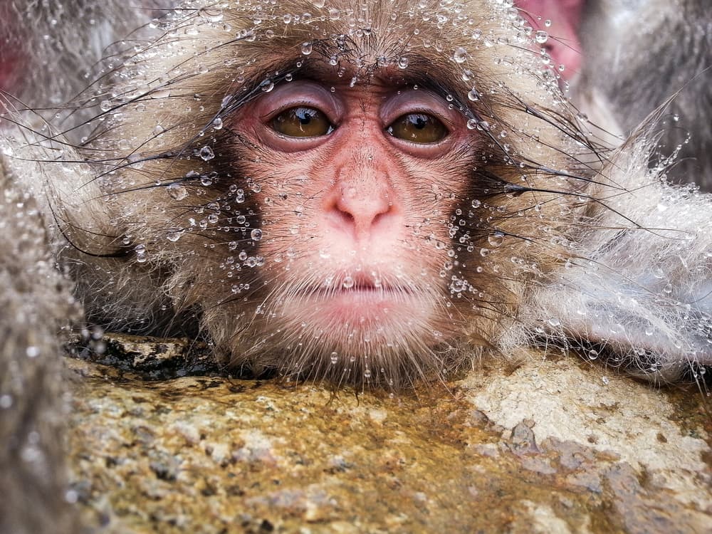 Wet Baby Snow Monkey by Takeshi Marumoto — canvas wall art