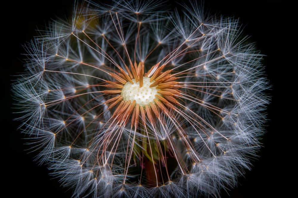 Fluffy Dandelion Seedhead by Eduard Andrica — canvas wall art