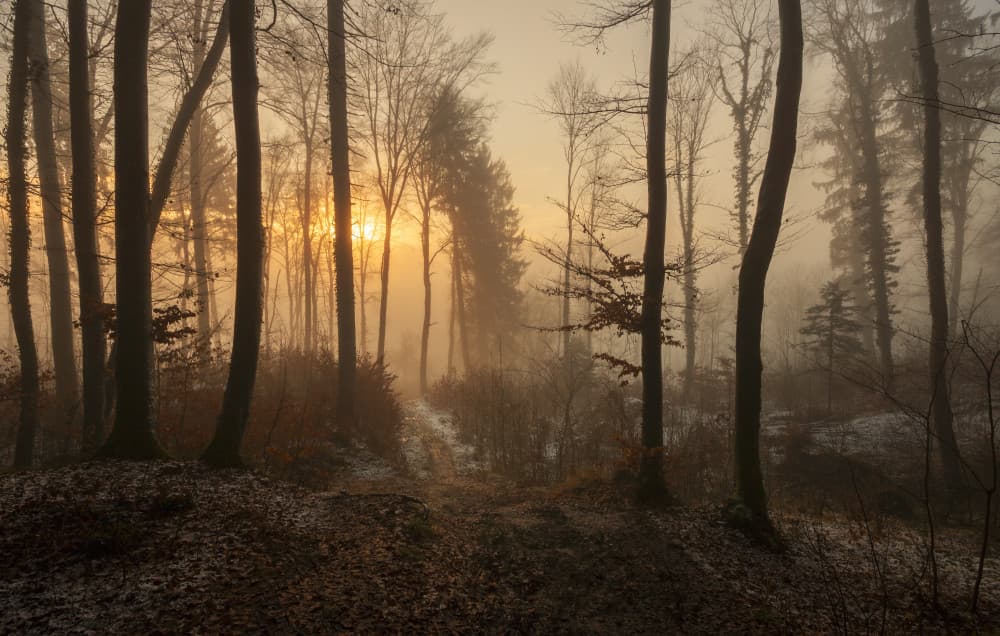 Sunlit Misty Forest Path by Norbert Maier — canvas wall art