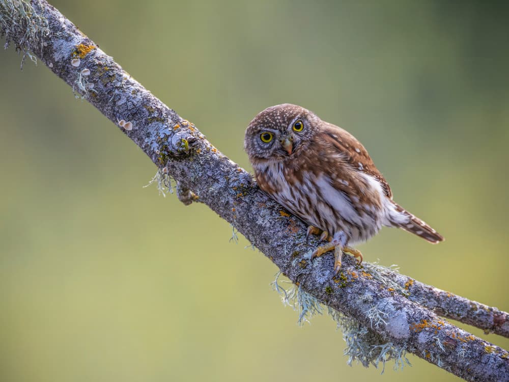 Curious Little Owl by Taksing (吉星高照) — canvas wall art