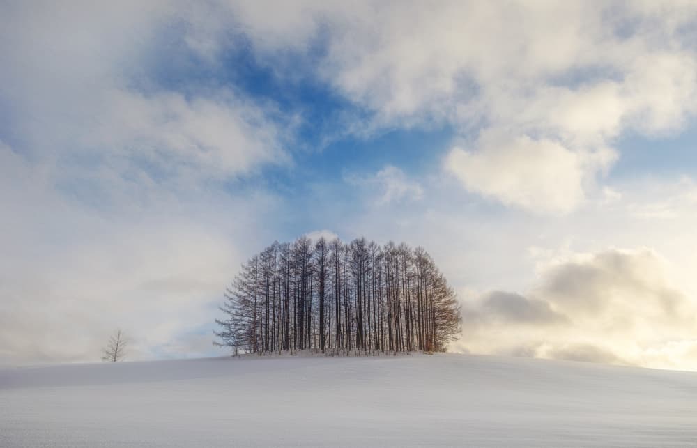 Serene Winter Trees by Chong Q. Wu — canvas wall art