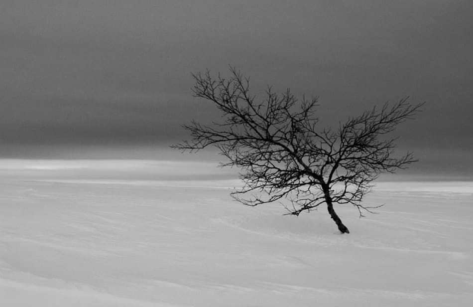 Lonely Winter Tree by Bror Johansson — canvas wall art