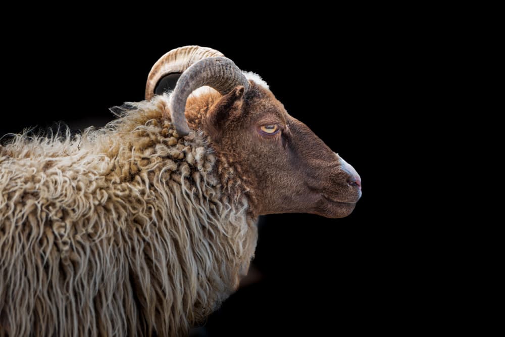 Majestic Ram Profile by Jeffrey C. Sink — canvas wall art