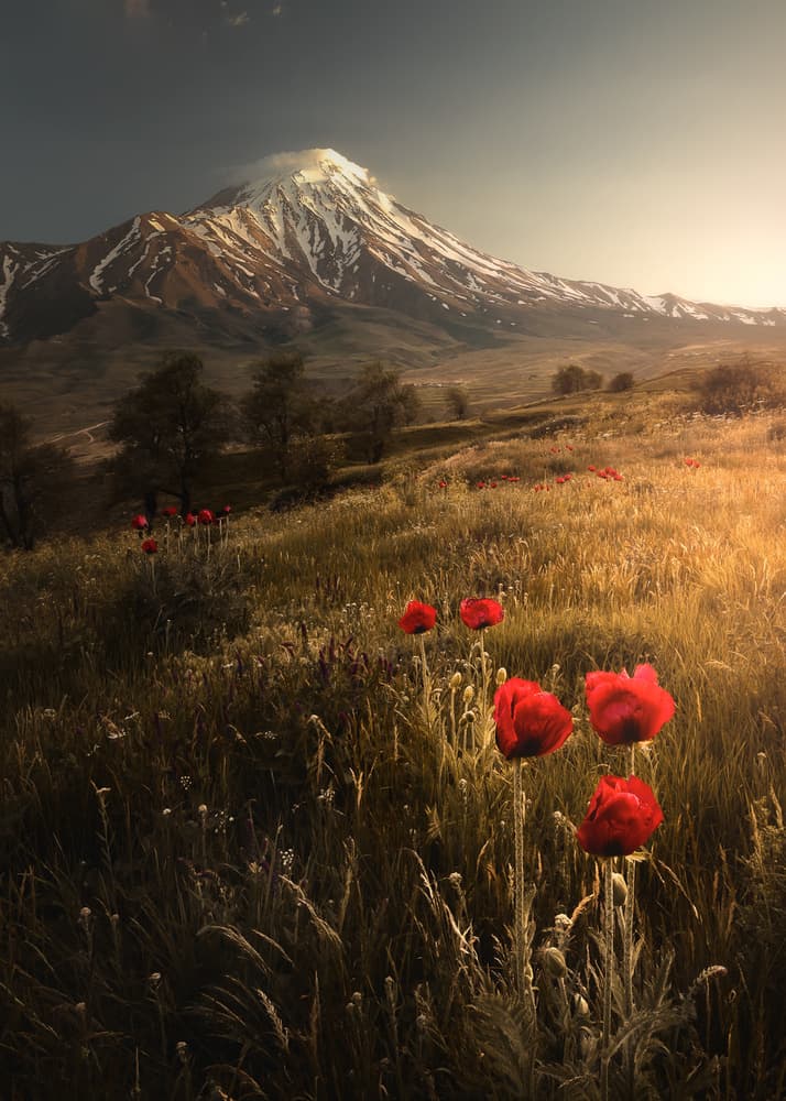 Majestic Mountain Poppies by Majid Behzad — canvas wall art