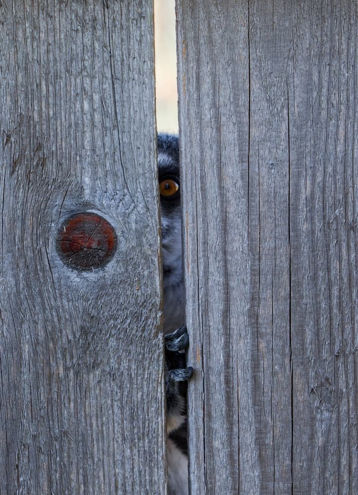 Curious Lemur Peeking by Murat YILMAZ — canvas wall art
