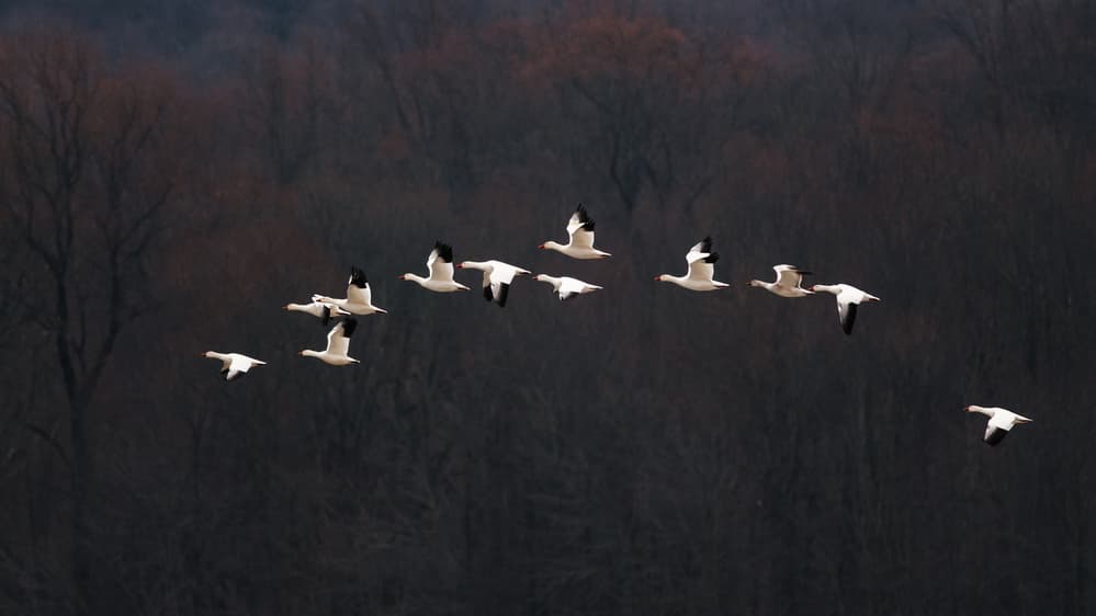 Flying Snow Geese by 李从军 / Austin Li — canvas wall art