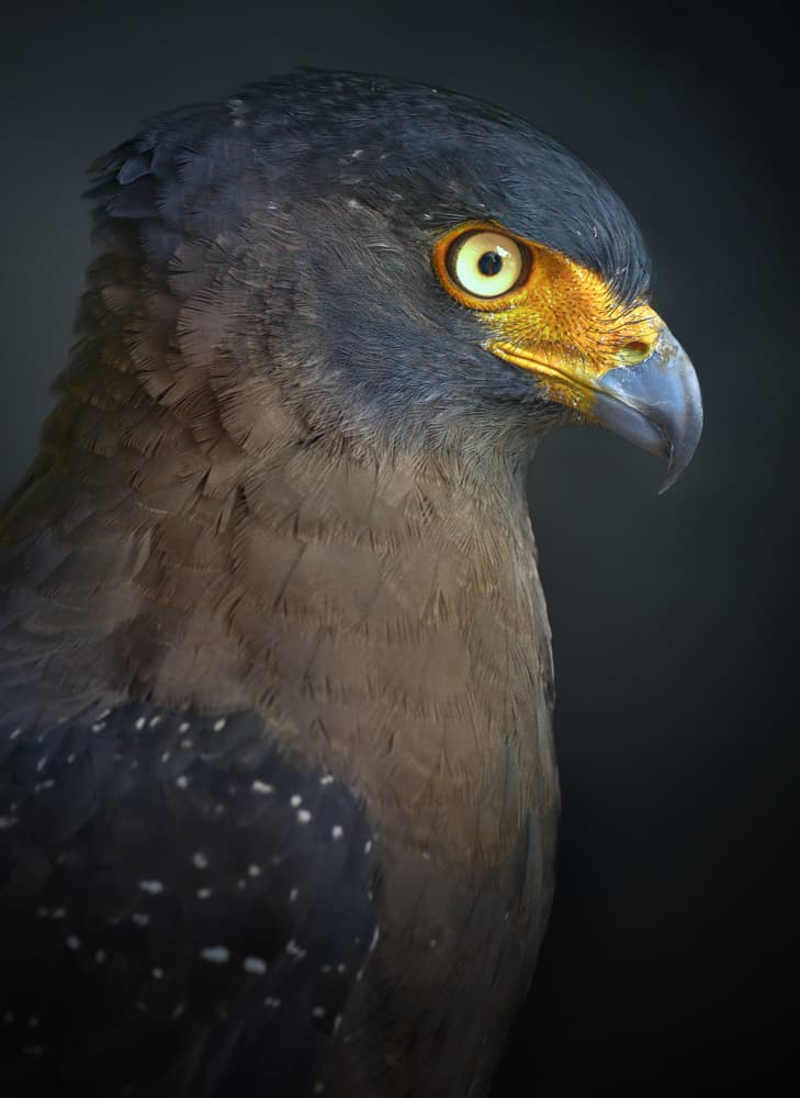 Majestic Eagle Gaze by Fahmi Bhs — canvas wall art