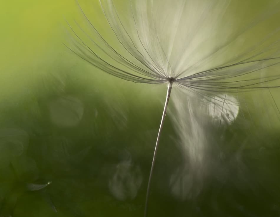 Ethereal Dandelion Softness by Heidi Westum — canvas wall art