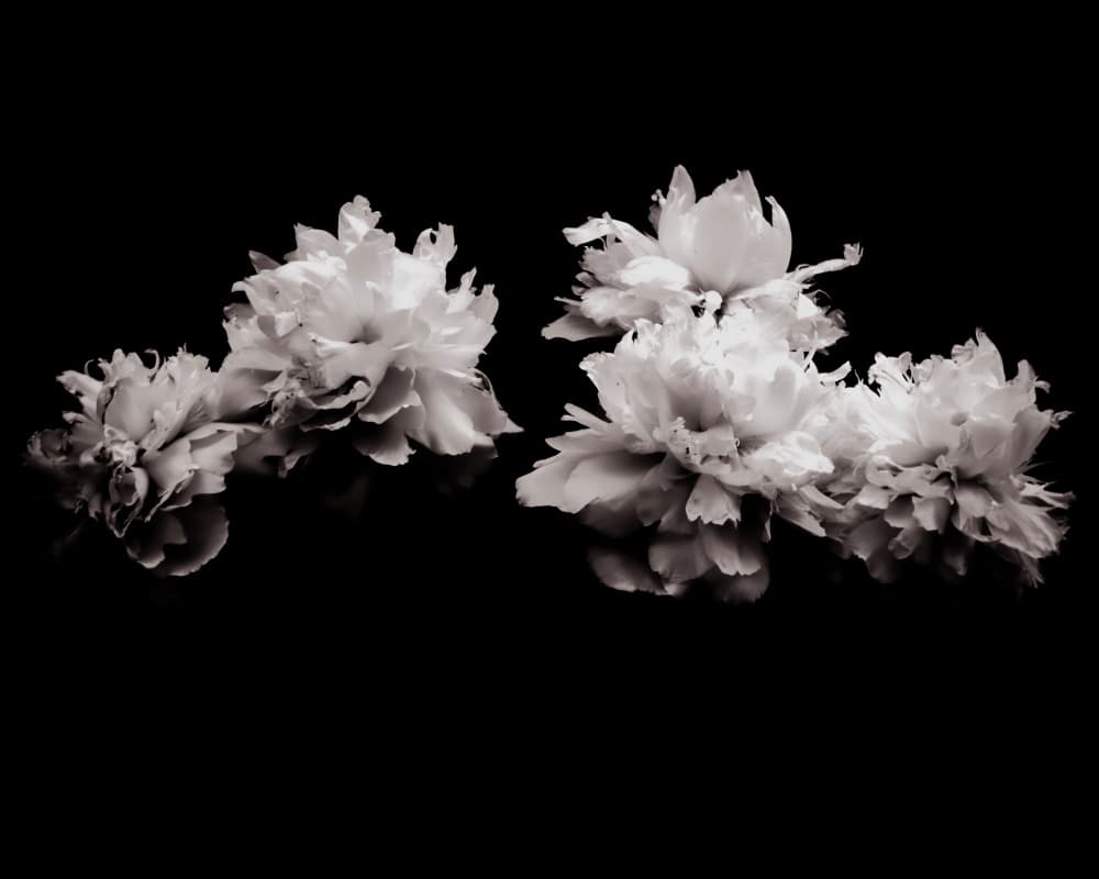 Elegant Floral Reflections by Michele Frechette — canvas wall art