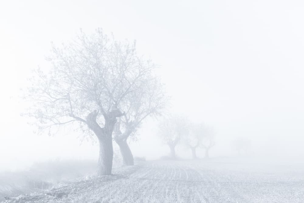 Misty Winter Trees by Eduardo Martín — canvas wall art