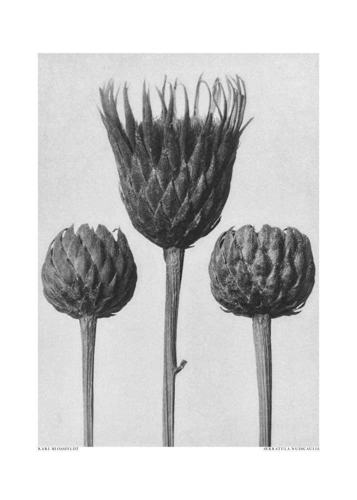 Serratula Nudicaulis by Karl Blossfeldt — canvas wall art