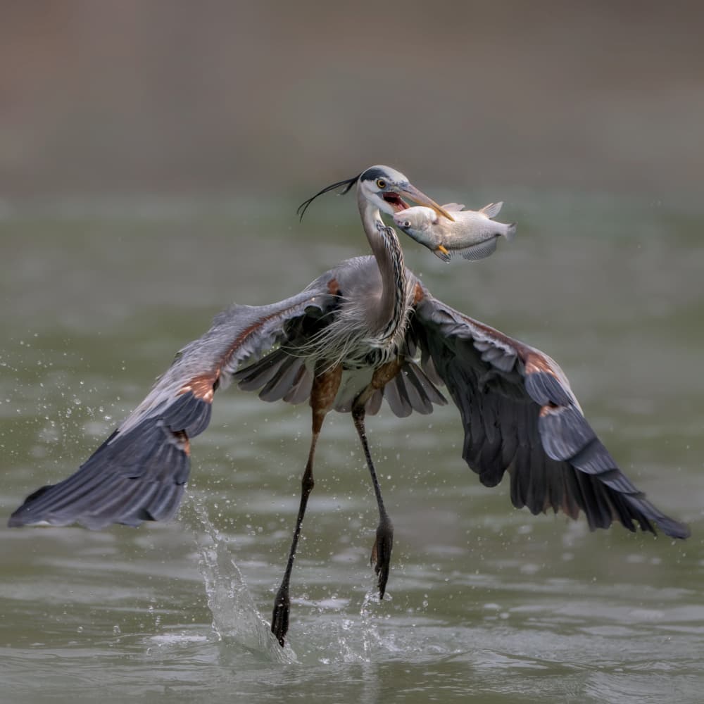 Heron's Fish Catch by Sheila Xu — canvas wall art