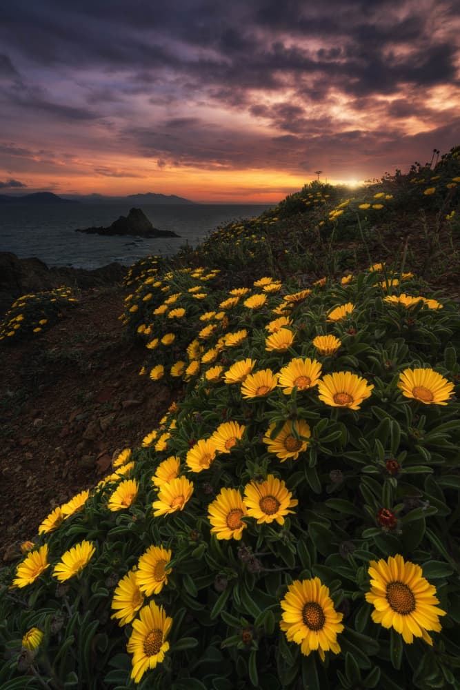 Yellow Flowers Sunset Coast by Andrea Maestosi — canvas wall art