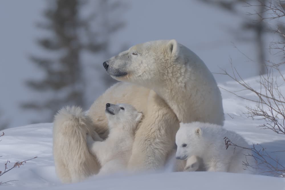 Arctic Bear Family by MIN LI — canvas wall art