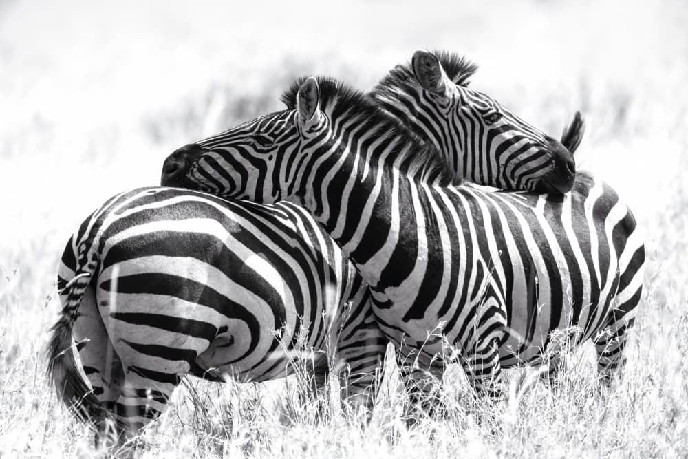 Affectionate Zebras by Andrea Auf dem Brinke — canvas wall art