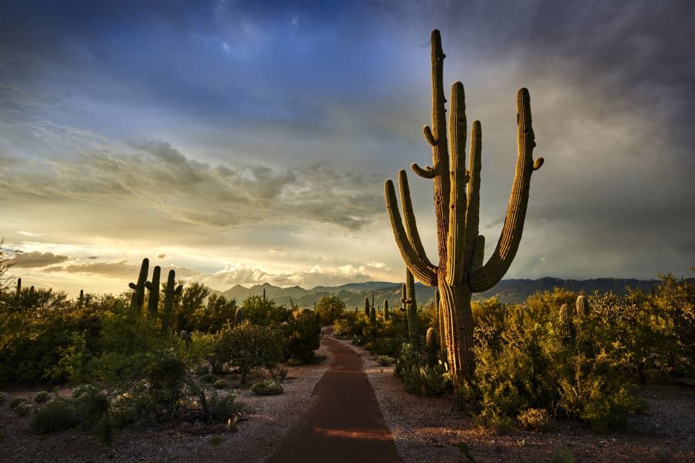 Majestic Saguaro Sunset by Martin Froyda — canvas wall art